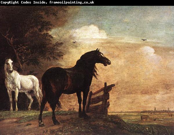 POTTER, Paulus Horses in a Field zg
